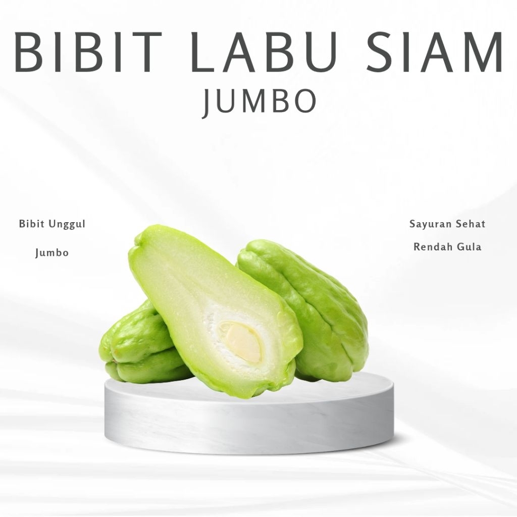 

Bibit / Benih Labu Siam Jumbo Siap tanam/pcs
