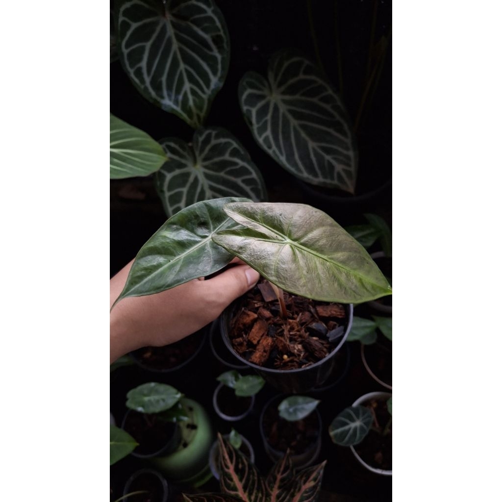 alocasia pink dragon