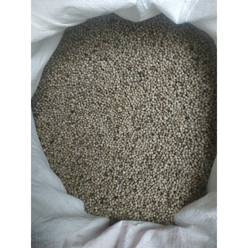 

Lada Putih Butir 5 Kg / Lada Putih Super / Lada Putih Butir /Merica Utuh Premium / Lada Putih Alami