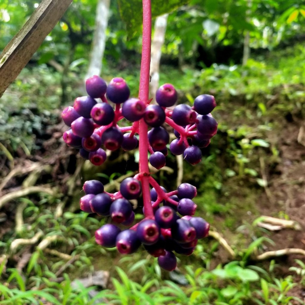 Buah Sinom Parijotho Asli muria bagus untuk promil