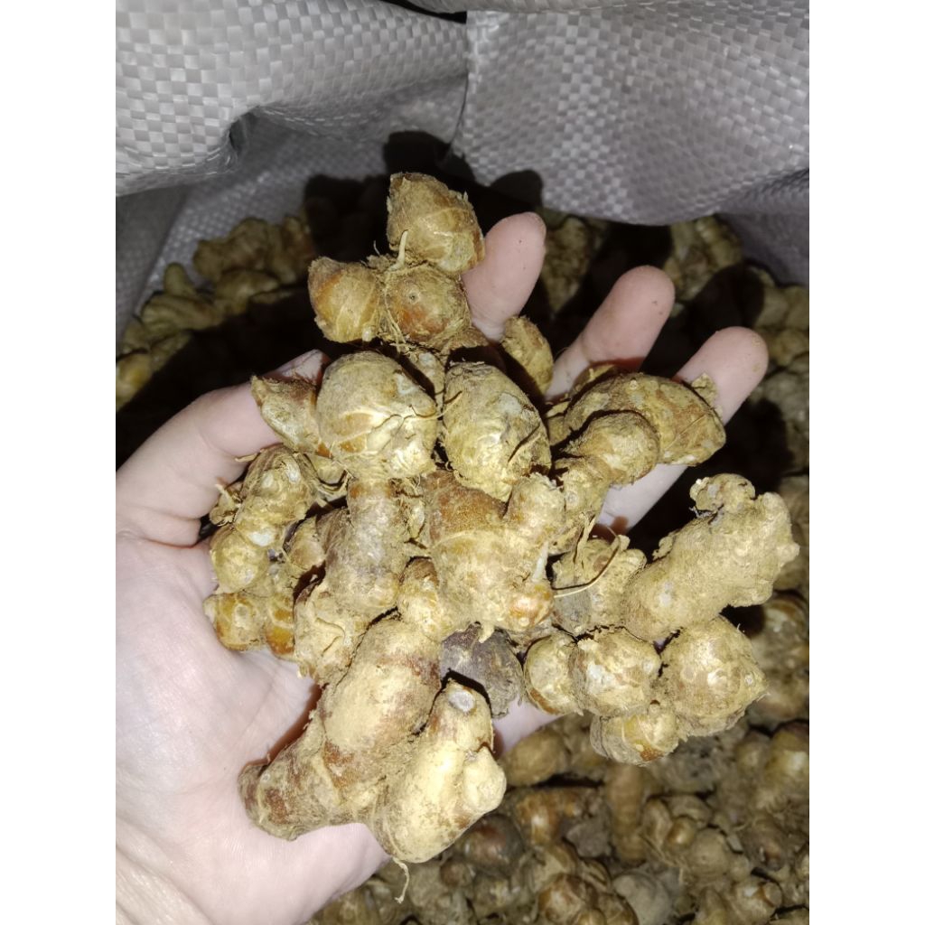 

KENCUR/CIKUR GUNUNG FRESH MURAH