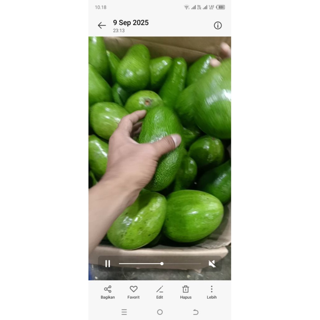 Alpukat Mentega  Lampung Timur / Lamtim