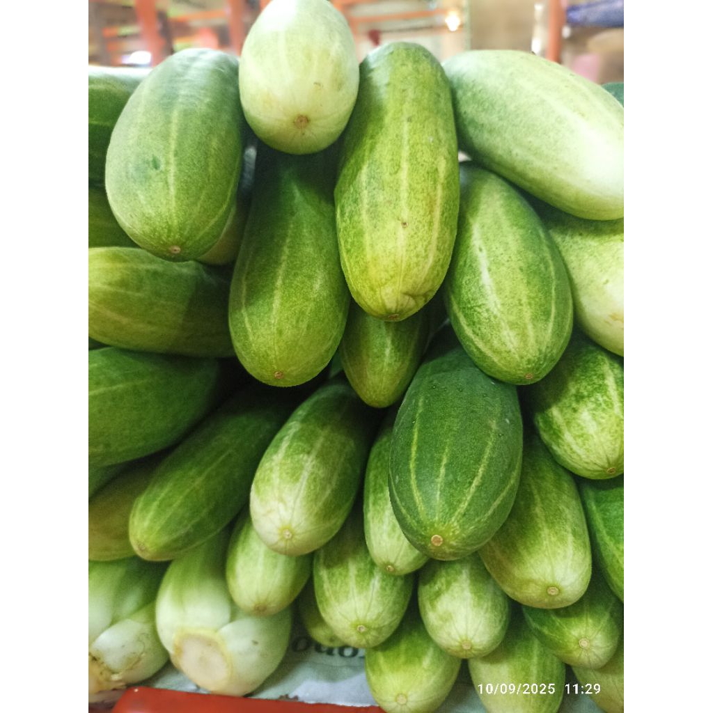 

Timun muda || Sayuran timun muda lalapan bonteng