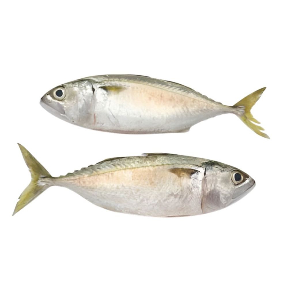 

Ikan KEMBUNG BERSIH 500-600G