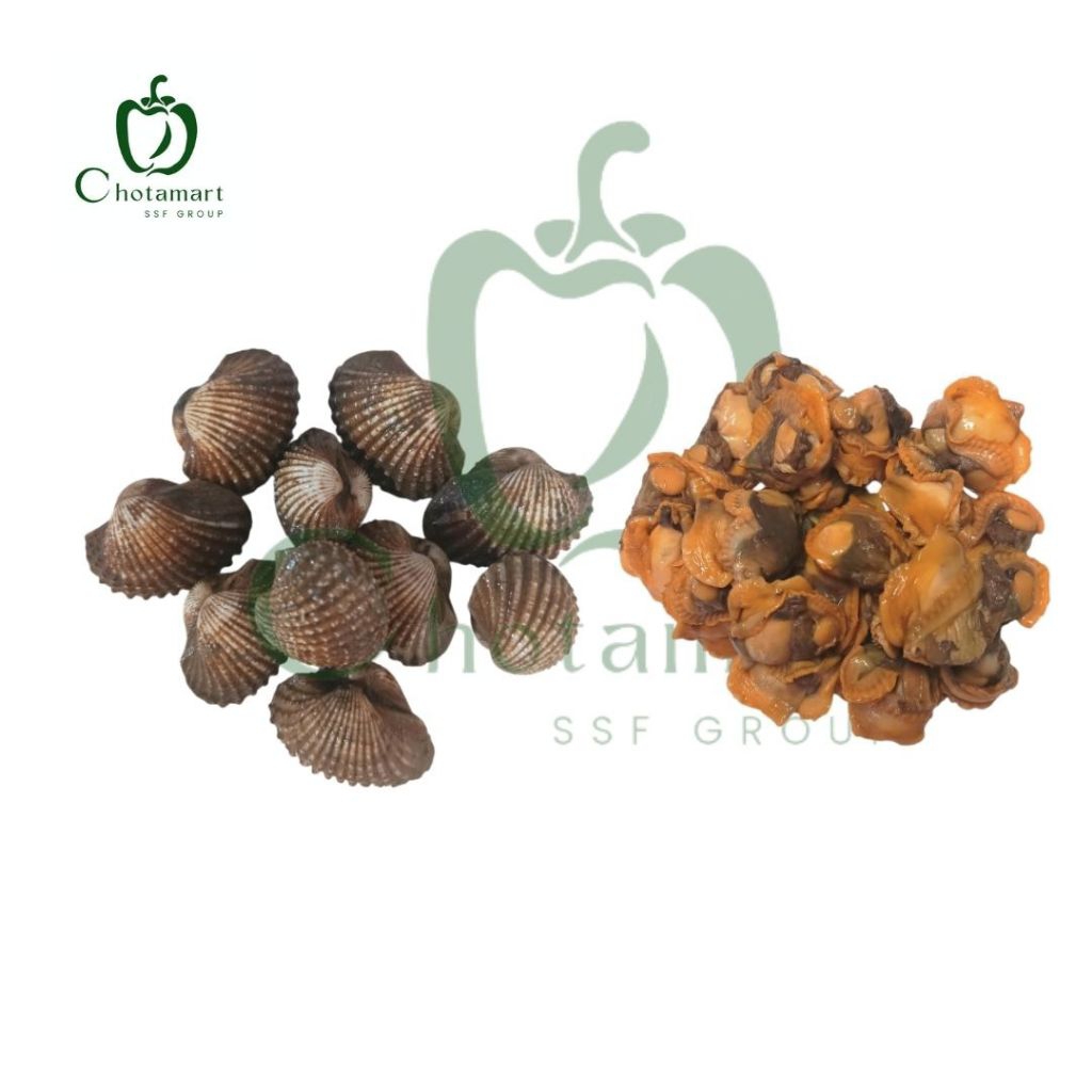 KERANG DARA CANGKANG KERANG DARA KUPAS