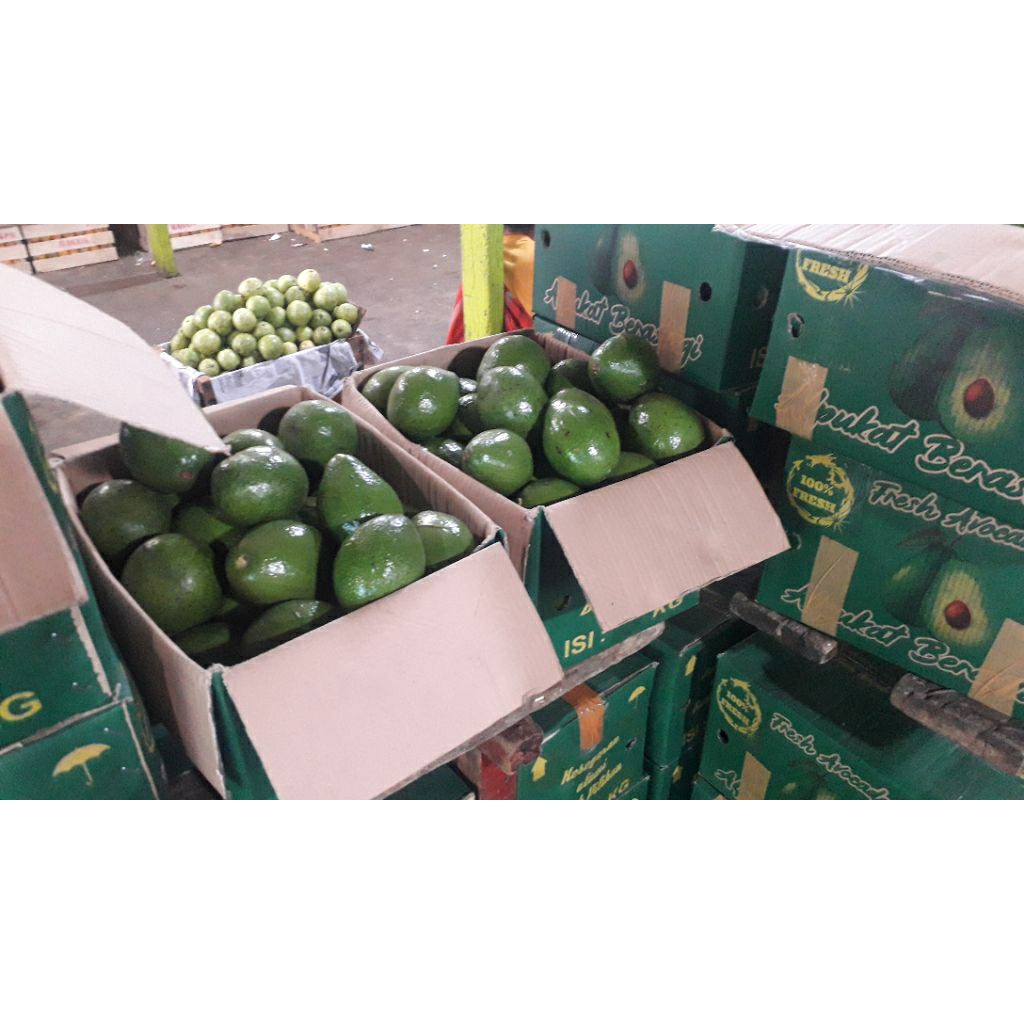 

Alpukat Berastagi Sumatra