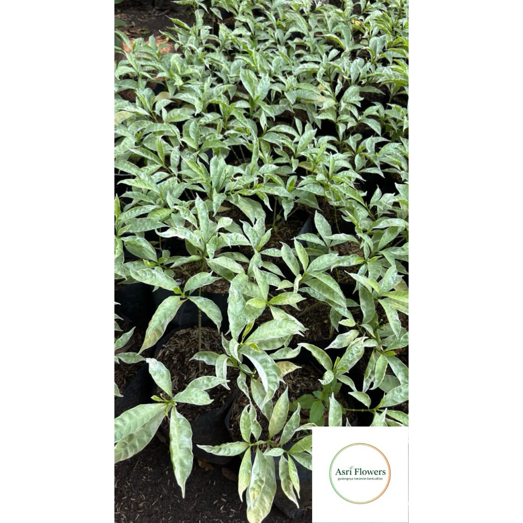 tanaman hias rombusa mini variegata putih cantik bunga hias rombusa