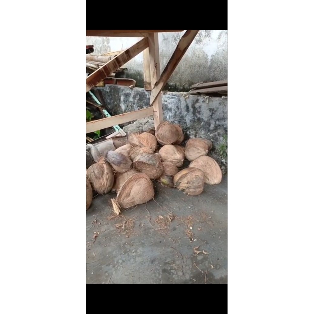 

KELAPA TUA SUDAH DI KUPAS, BAHAN SANTAN MASIH FRESH DARI PETANI, Kelapa santan best seller