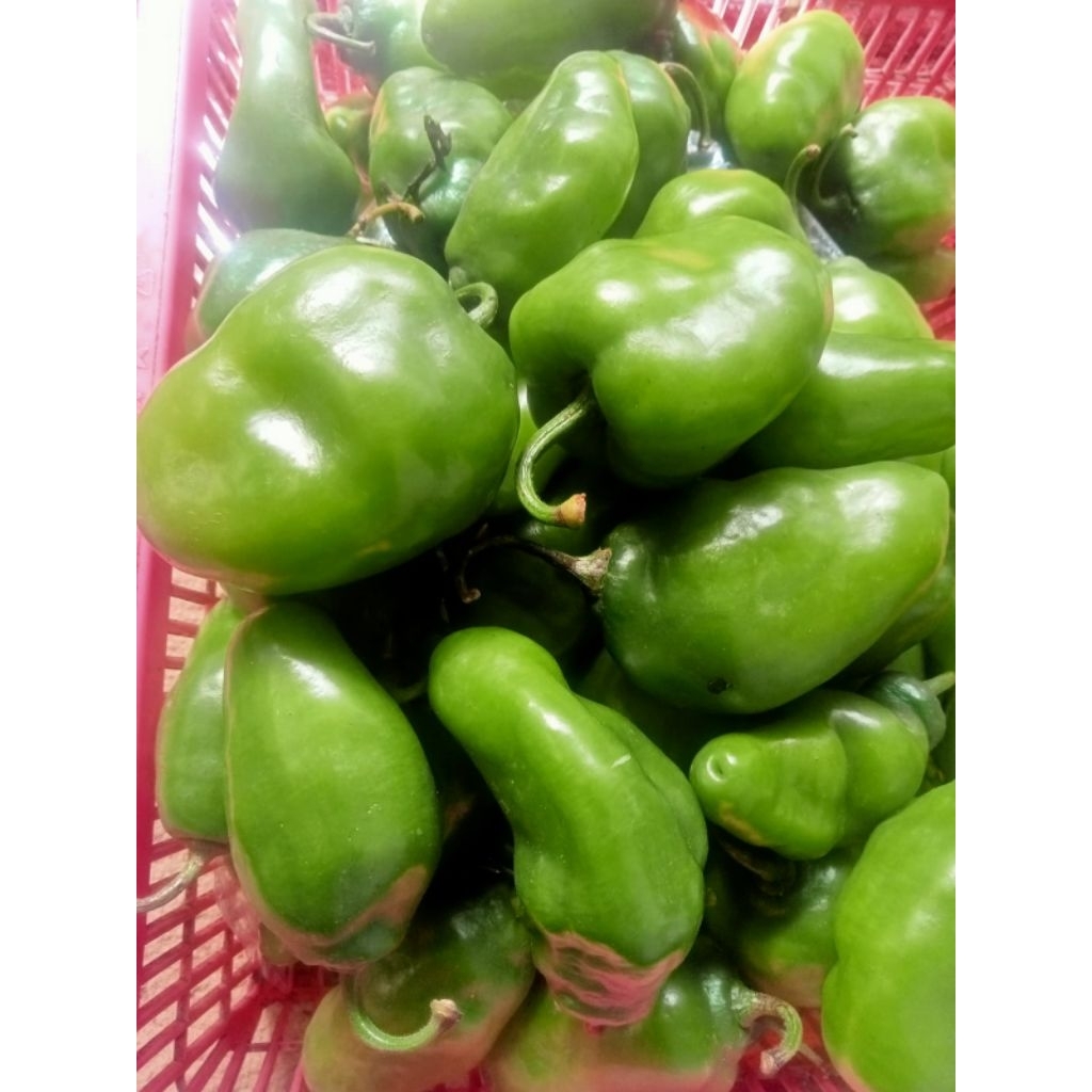 

Cabe Gendot Murah 120 Gram