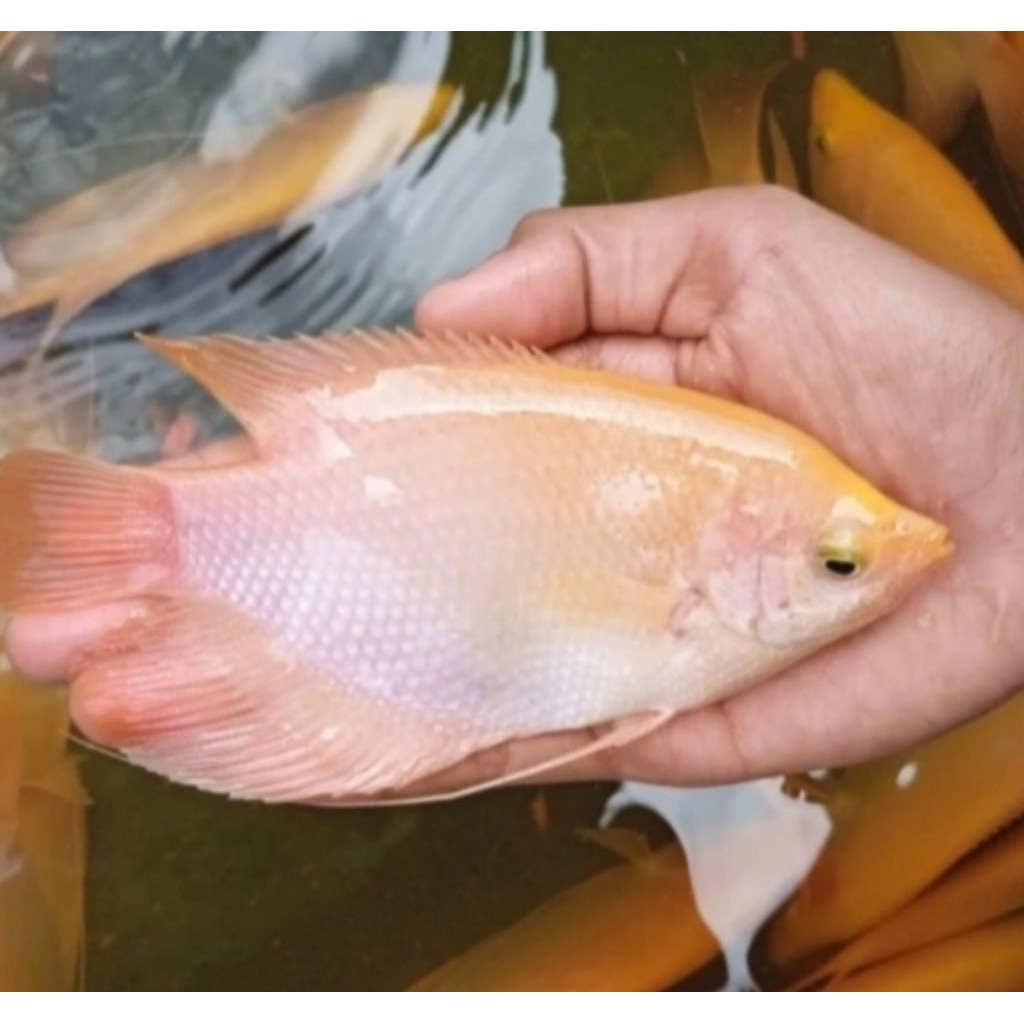 Gurame Padang - Gurame sowang Super 4 jarian