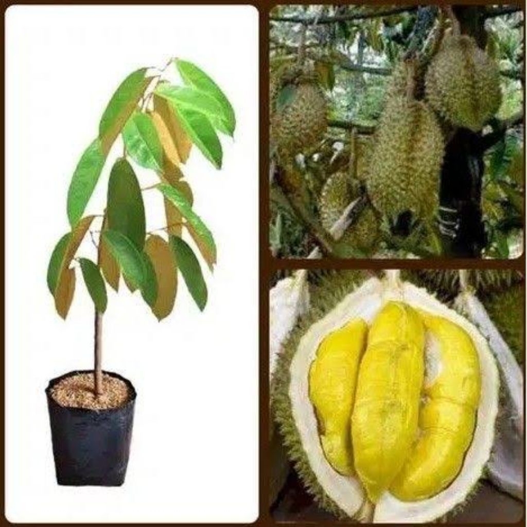 Bibit  Buah Durian Montong super
