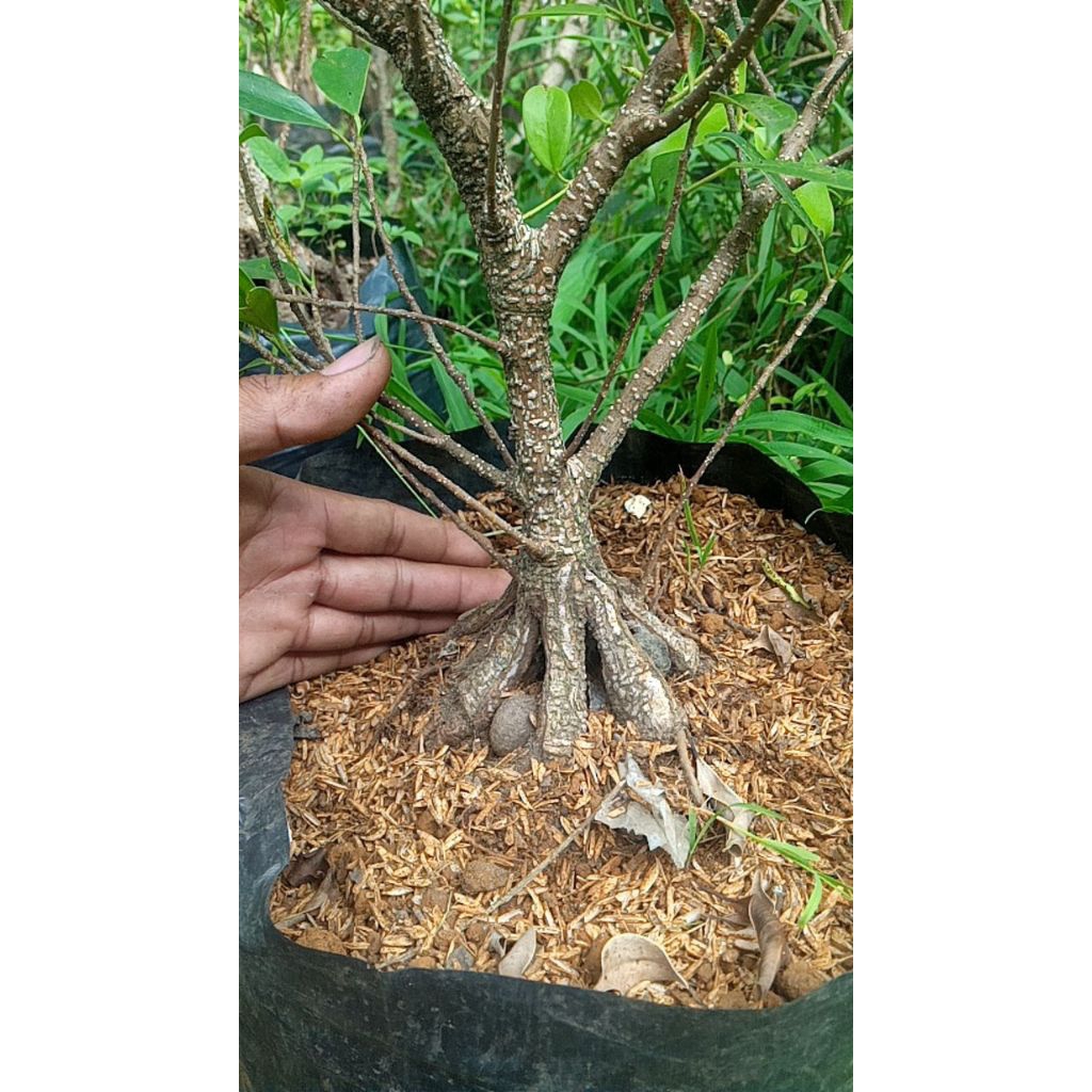 bahan bonsai kimeng  pecah batang