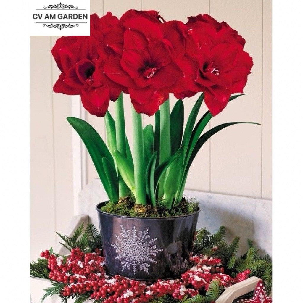 Tanaman hias pohon bakung Amarilis amarliys bunga bakung merah/bakung amarilis bunga merah