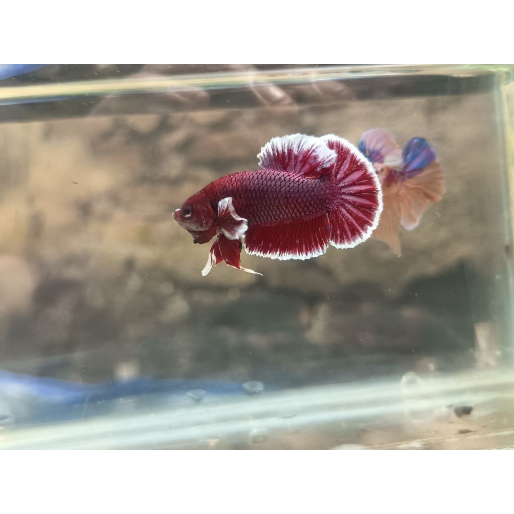 CUPANG PLAKAT BIG EAR LAVENDER