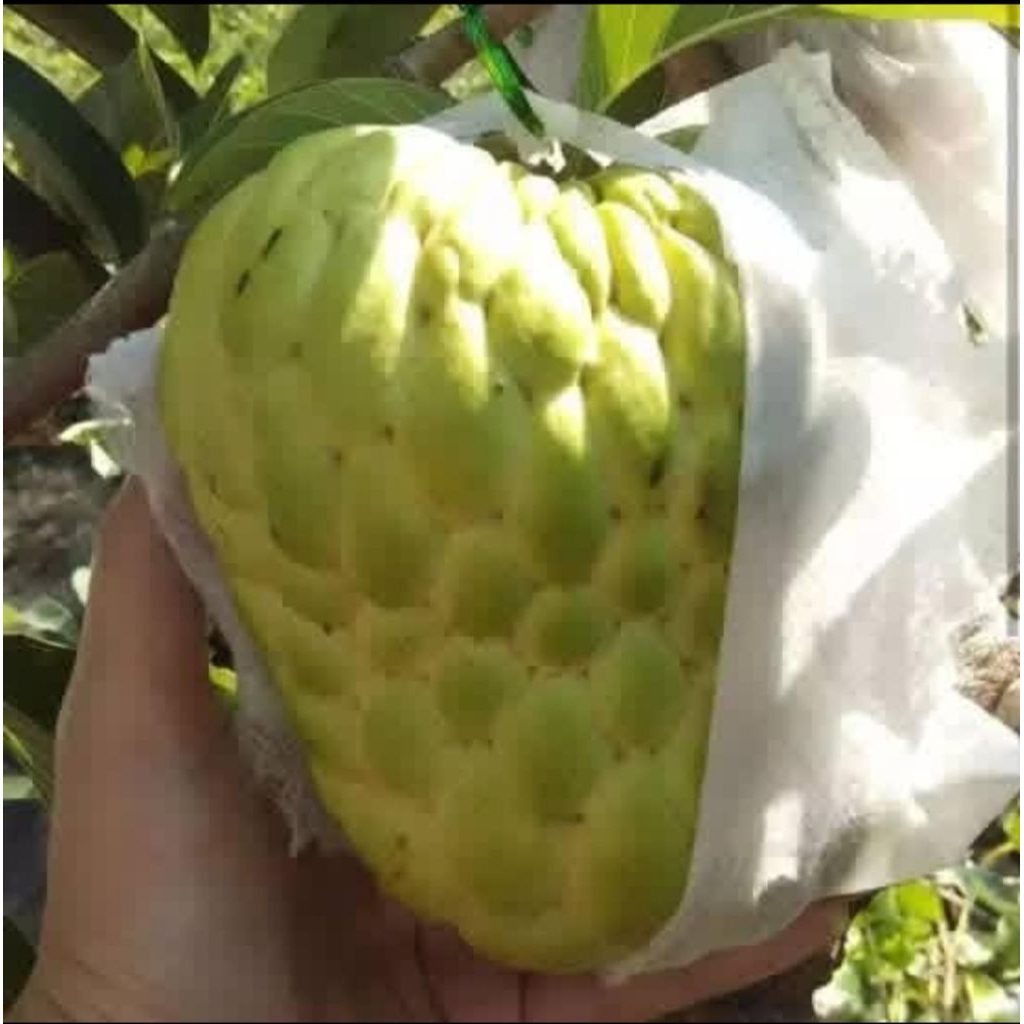 bibit srikaya jumbo
