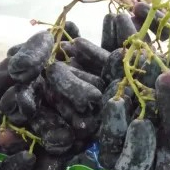 anggur autum moondrop 1kg