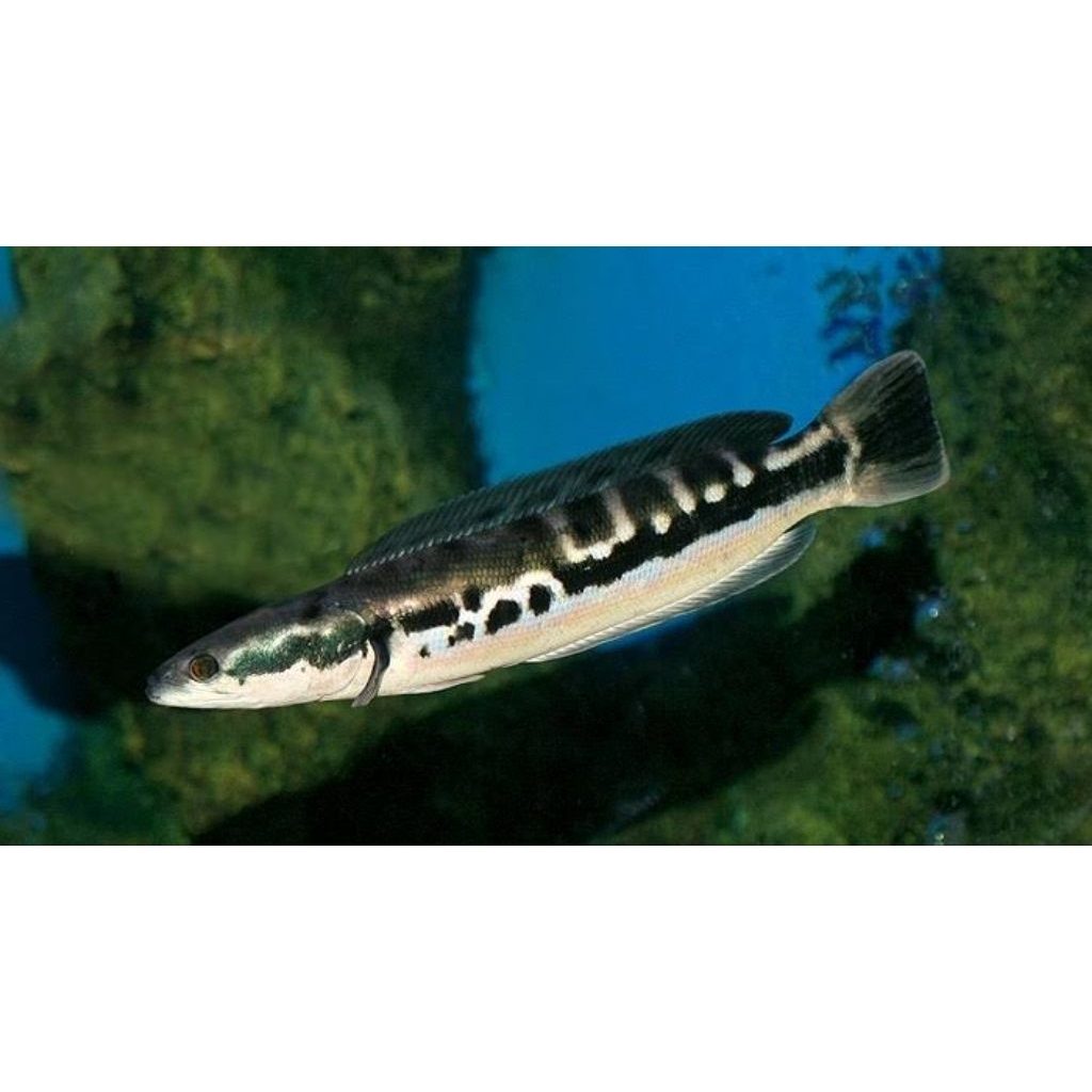 Hiasan Aquarium | Chana Micropeltes | Giant Snakehead | Toman 14-15cm