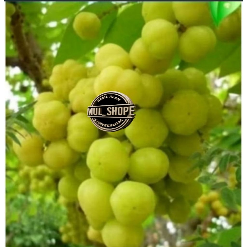 

500G BUAH CEREMAI SEGAR / BUAH CEREMAI SUPER PILIHAN TERBAIK