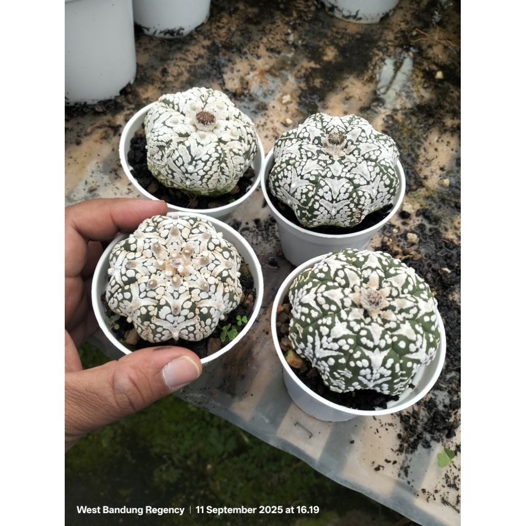 astrophytum asterias starshape x V-type