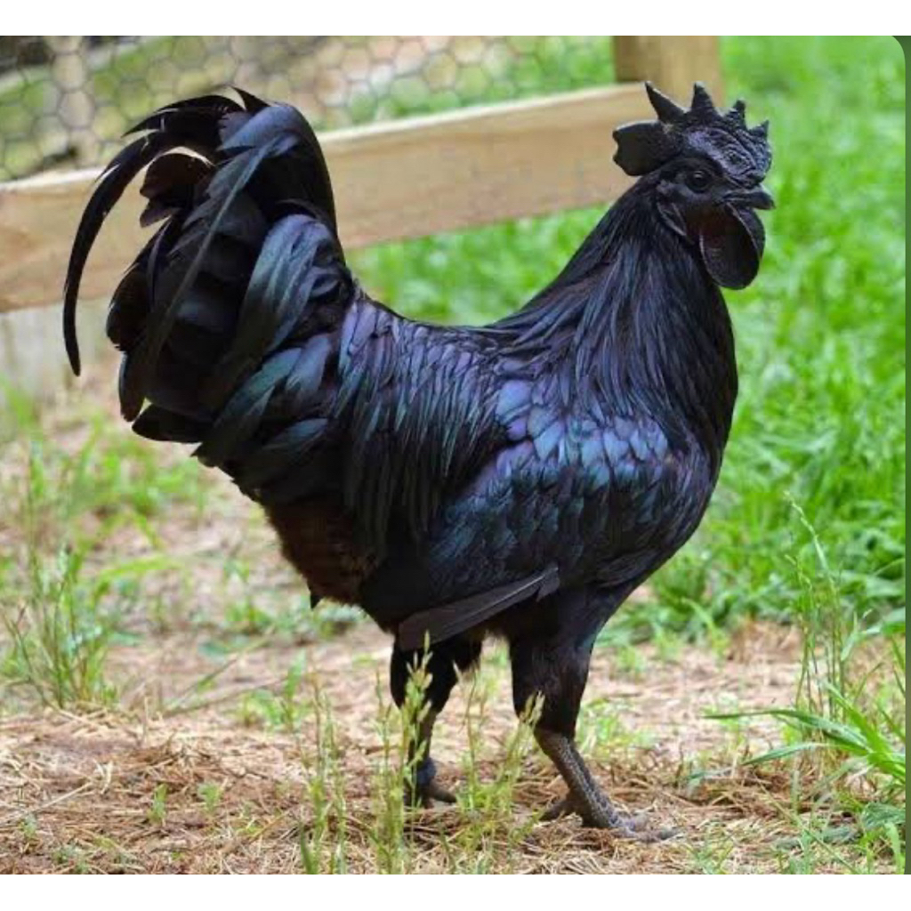 

Telur fertil Ayam Tetasan Cemani / Full black