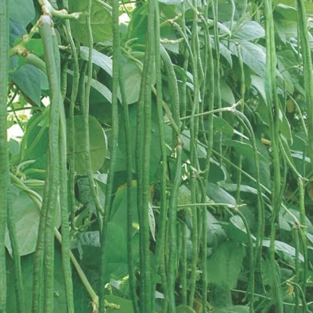 bibit kacang panjang