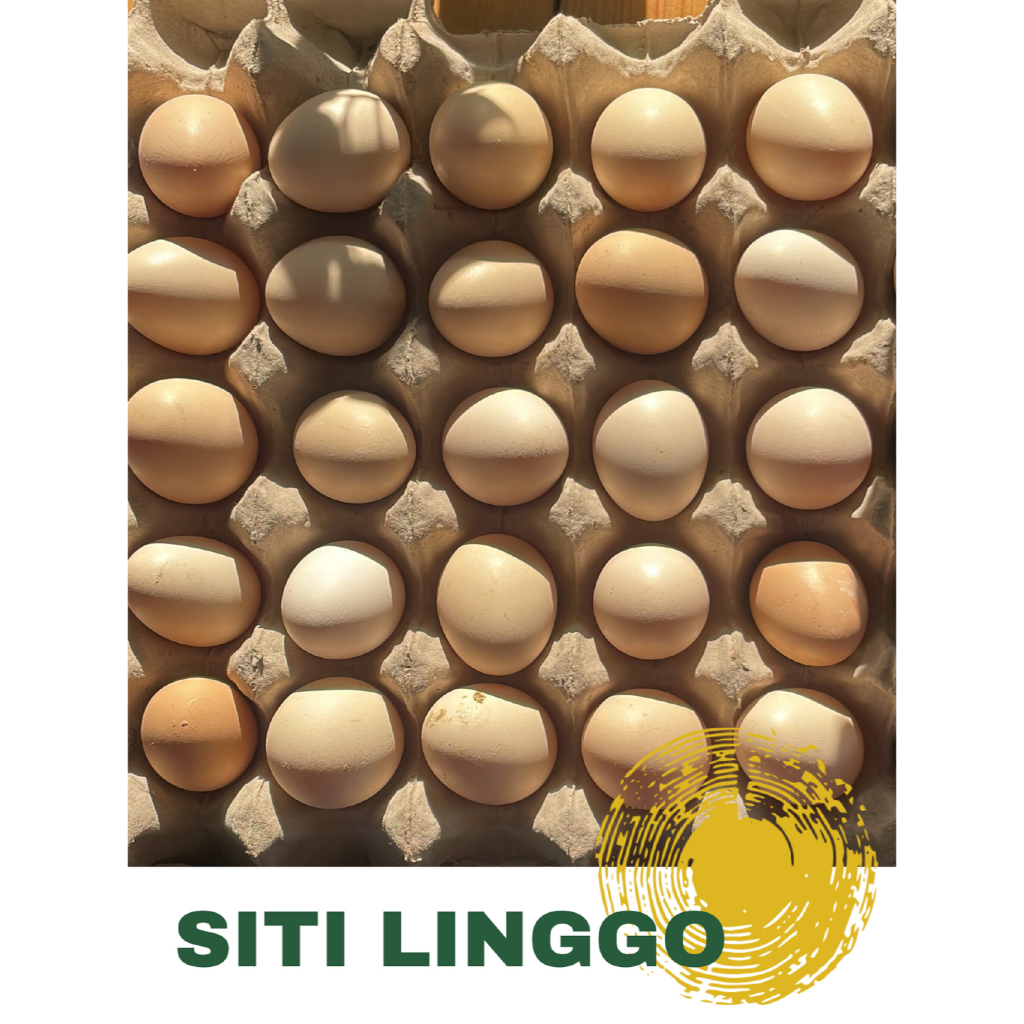 

Telur Ayam Kampung Arab 30 butir (1 eggtray) bergizi untuk kesehatan tubuh