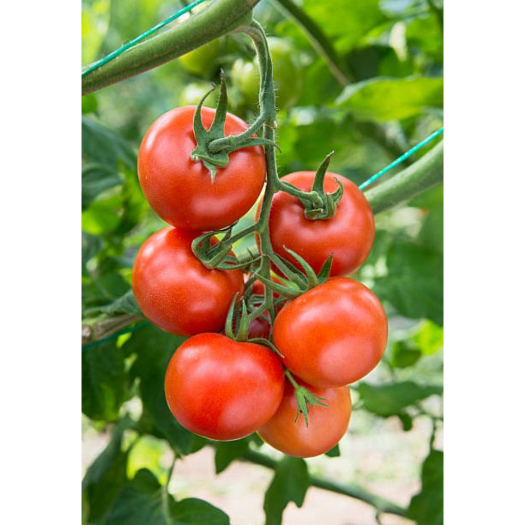 25 biji benih - Tomat Cherry Chung tomat mini