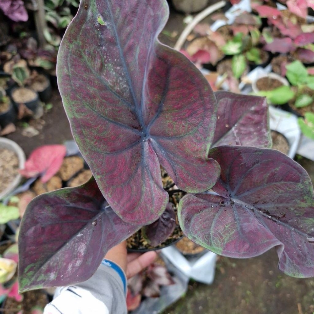 Caladium Black Cooper H51