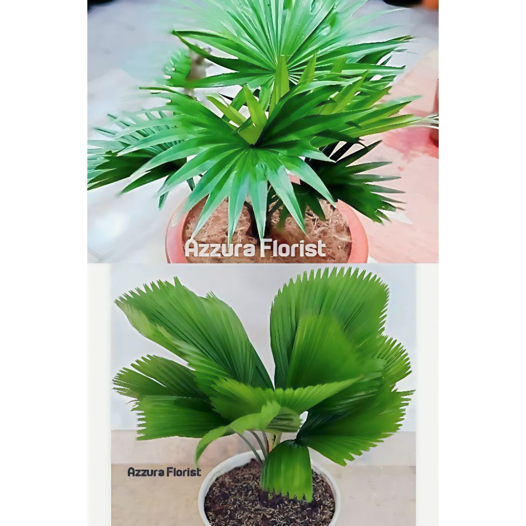 Promo paket 2 jenis tanaman hias palem - palem bintang/sadeng - palem kipas