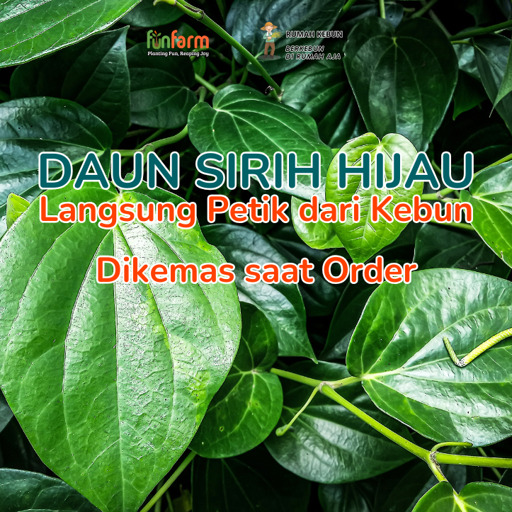 

Daun Sirih Hijau Segar Organik | Daun Herbal Suruh untuk Obat Tradisional & Perawatan Tubuh