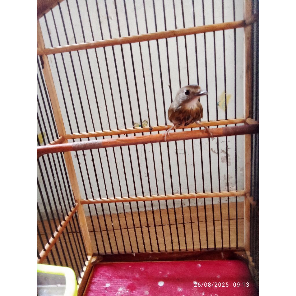 SikatanRimbaDadaCoklat