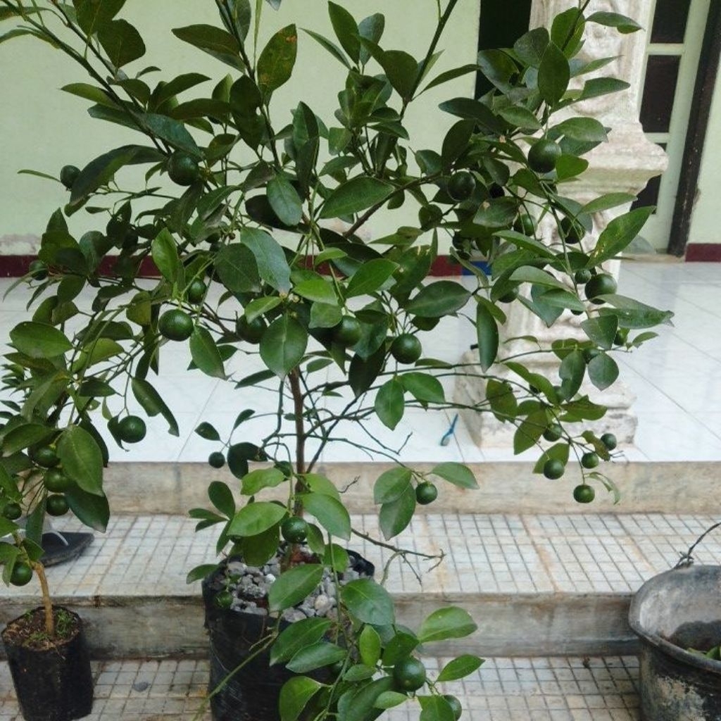 

jeruk kalamonde berbuah jeruk berbuah