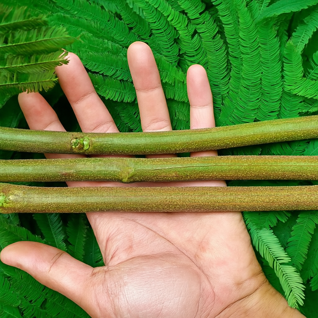 bibit rumput pakan ternak kaliandra pucuk merah