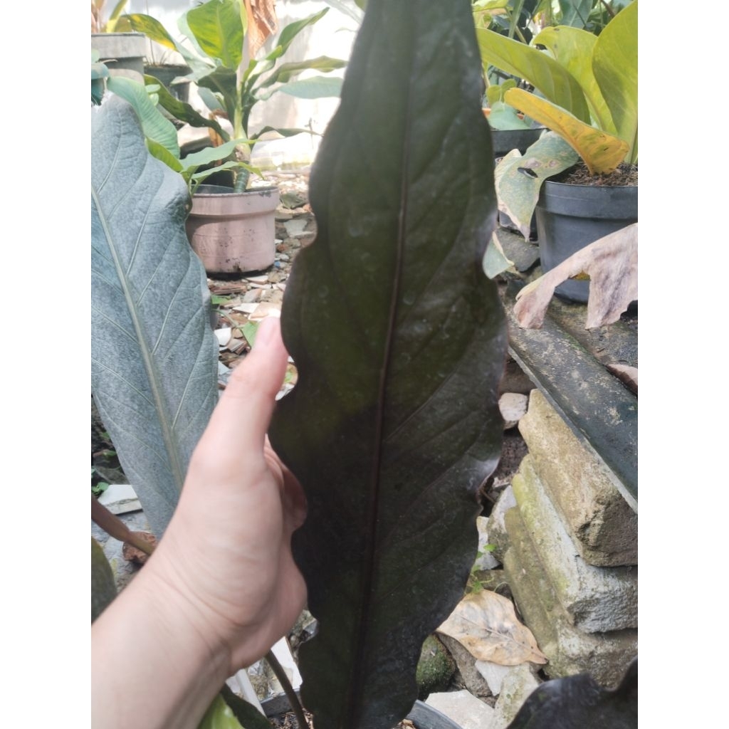 anthurium black dragon besar original