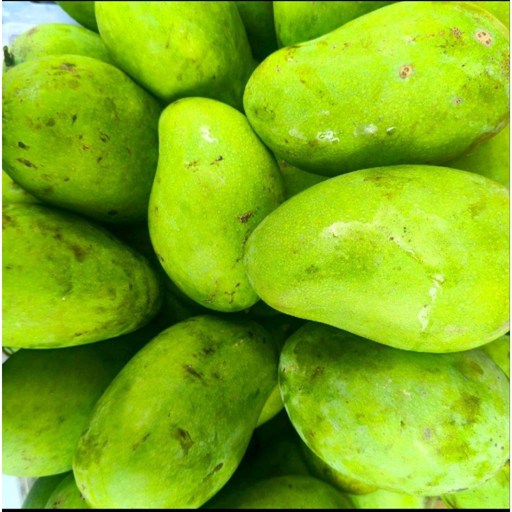 

Mangga Gadung 1KG isi 3-4 Buah