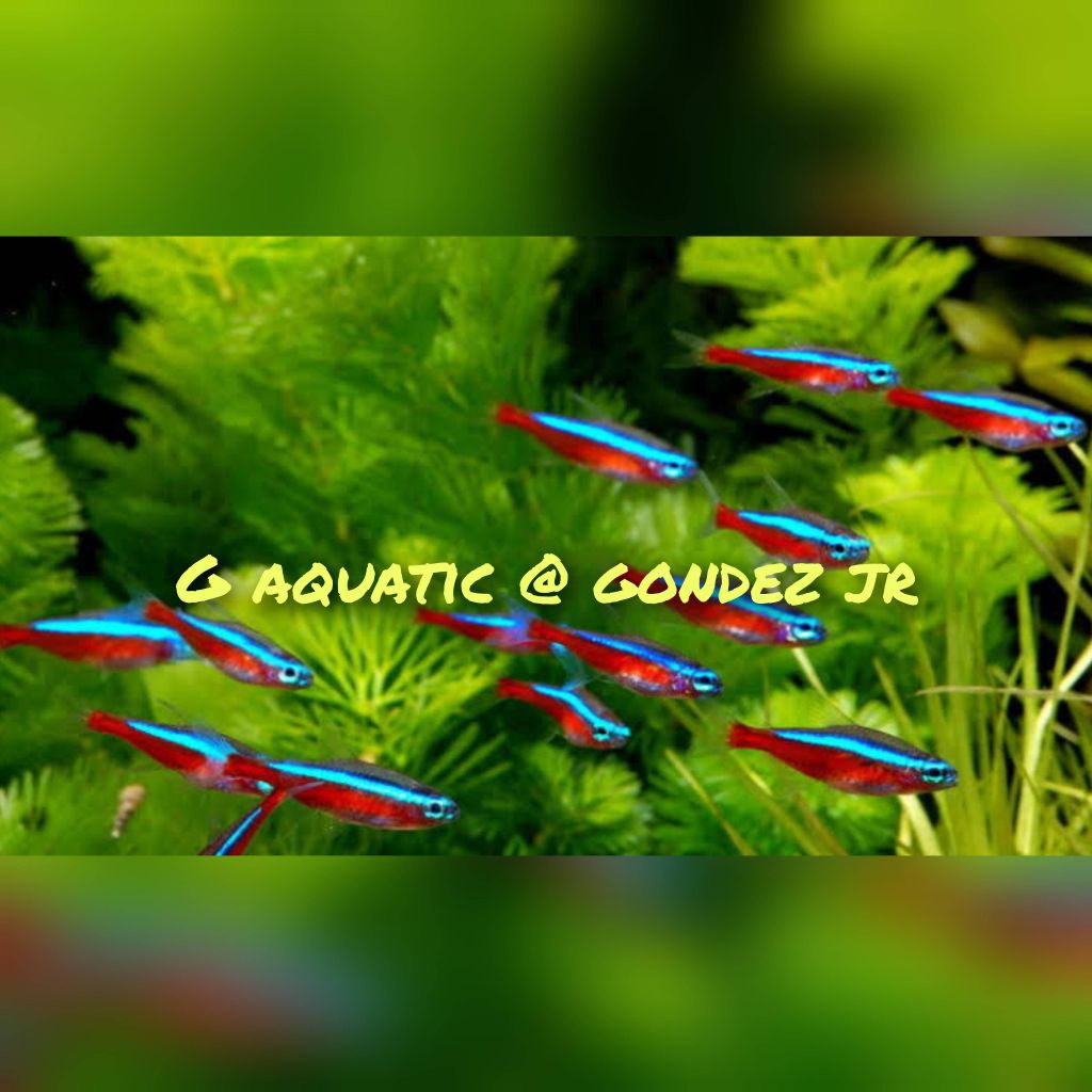 ikan neon cardinal size L