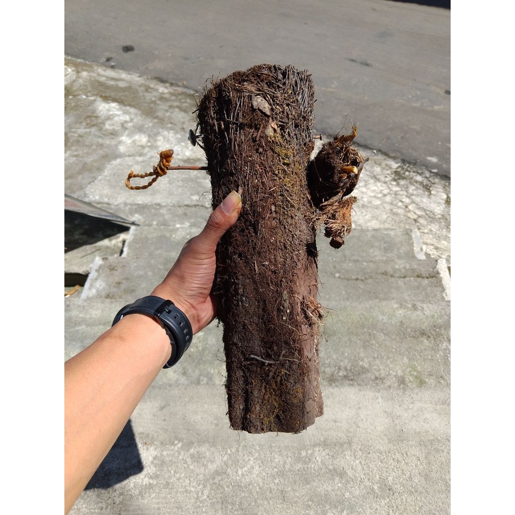 MEDIA TANAM PAKIS MEDIA TANAM BOGOR MEDIA TANAM HIAS