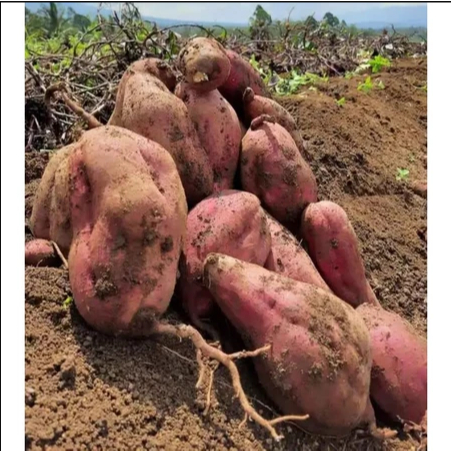 1 kg Ubi Jalar Narutokintoki / Ubi Jepang Naruto Mentah