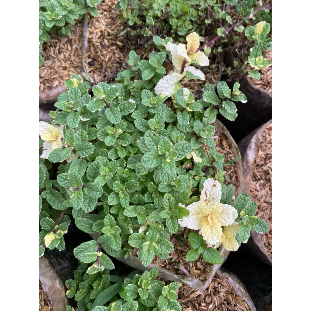 Tanaman herbal pineapple mint/nanasmint/mint variegata