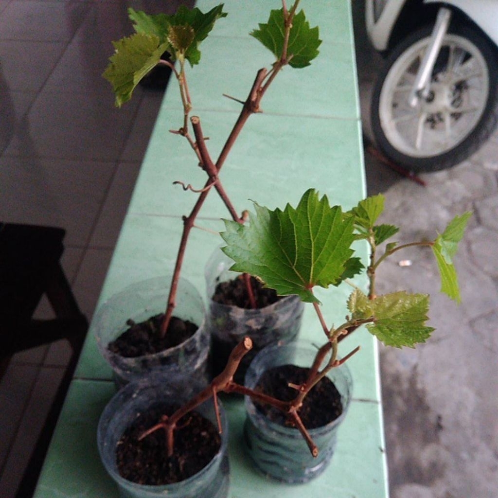 Bibit Anggur Jupiter Super Genjah