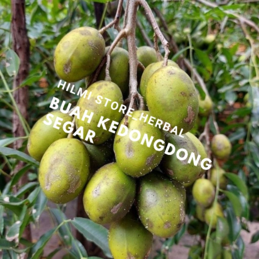 

buah kedondong segar buat bikin rujak asam 750 gram