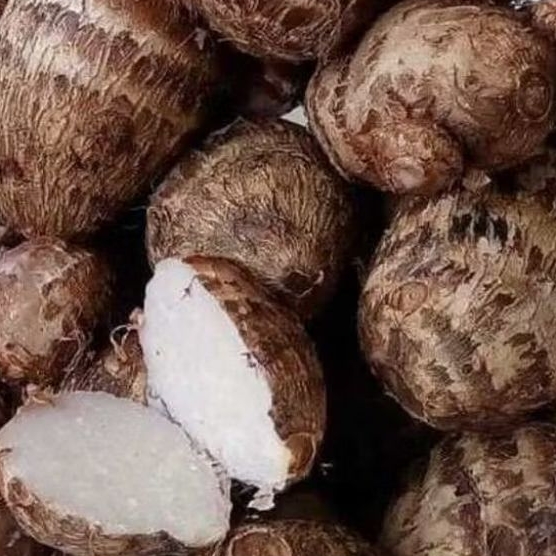 

Umbi talas pulen Fress 1kg