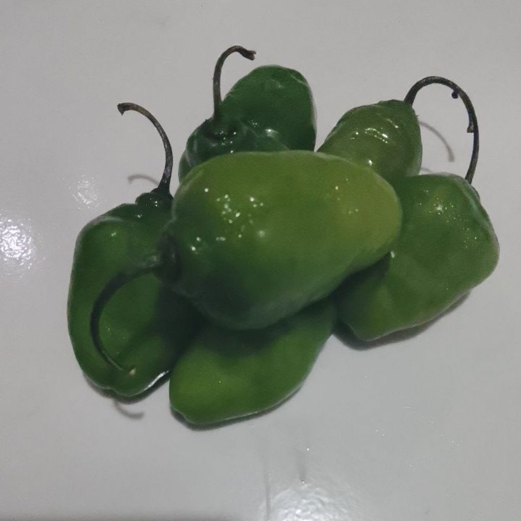 

cabe benot segar murah 1000gr