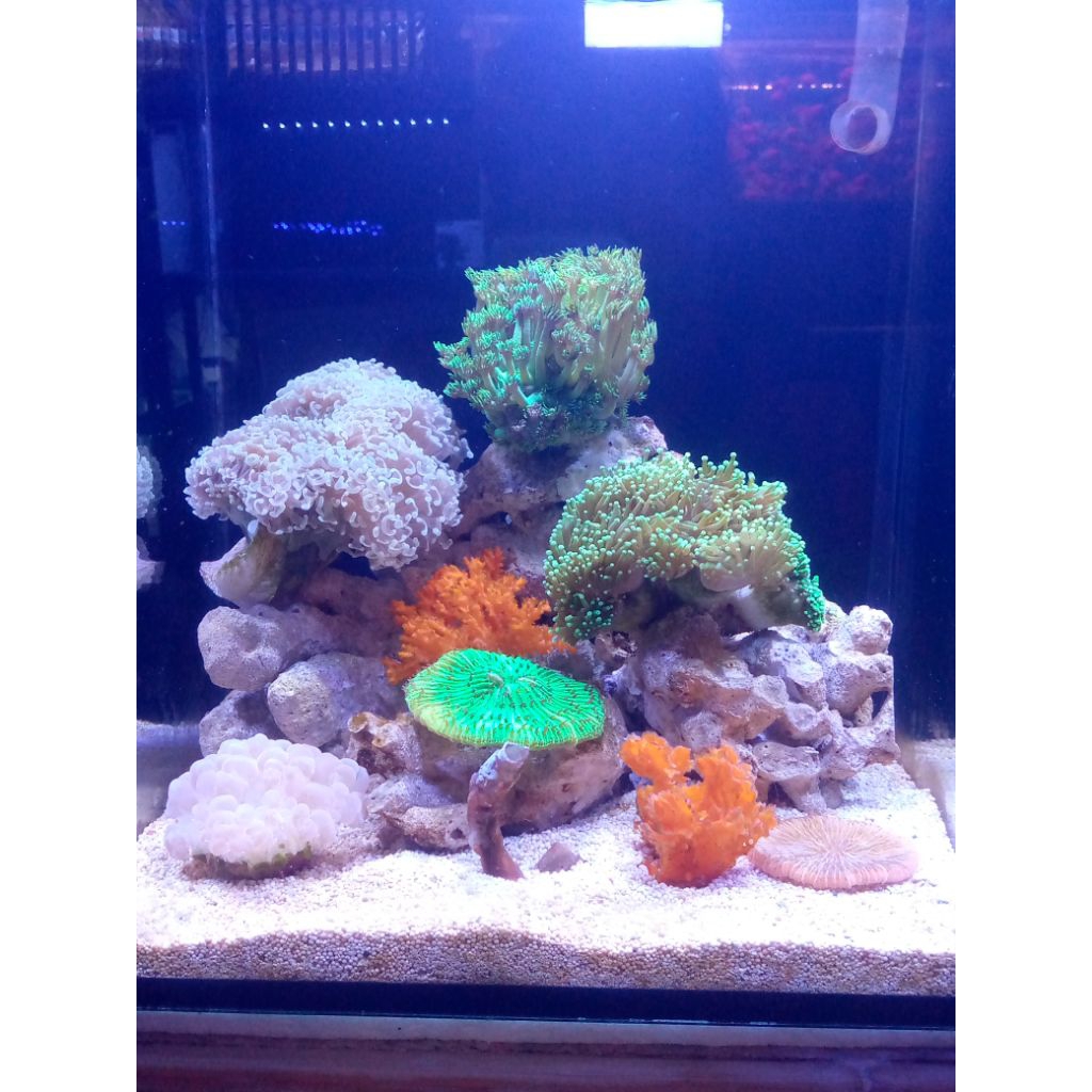1 set aquarium 35*40*35 filter belakang + terumbu asli air laut.
