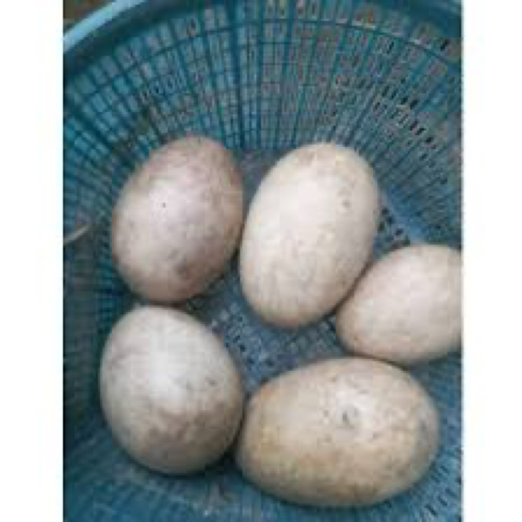 TELUR ANGSA TEMBUHUK/TELUR BUSUK