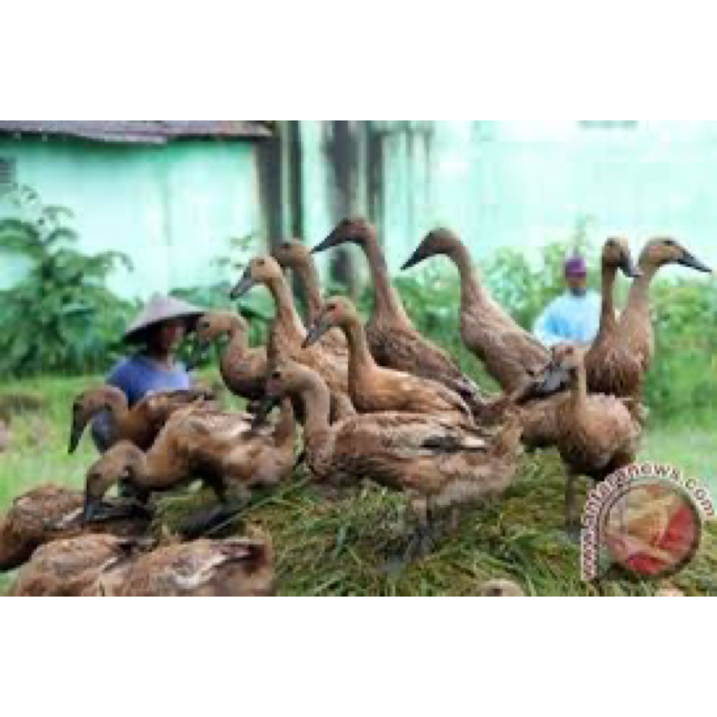 TELUR FERTIL BEBEK JAWA