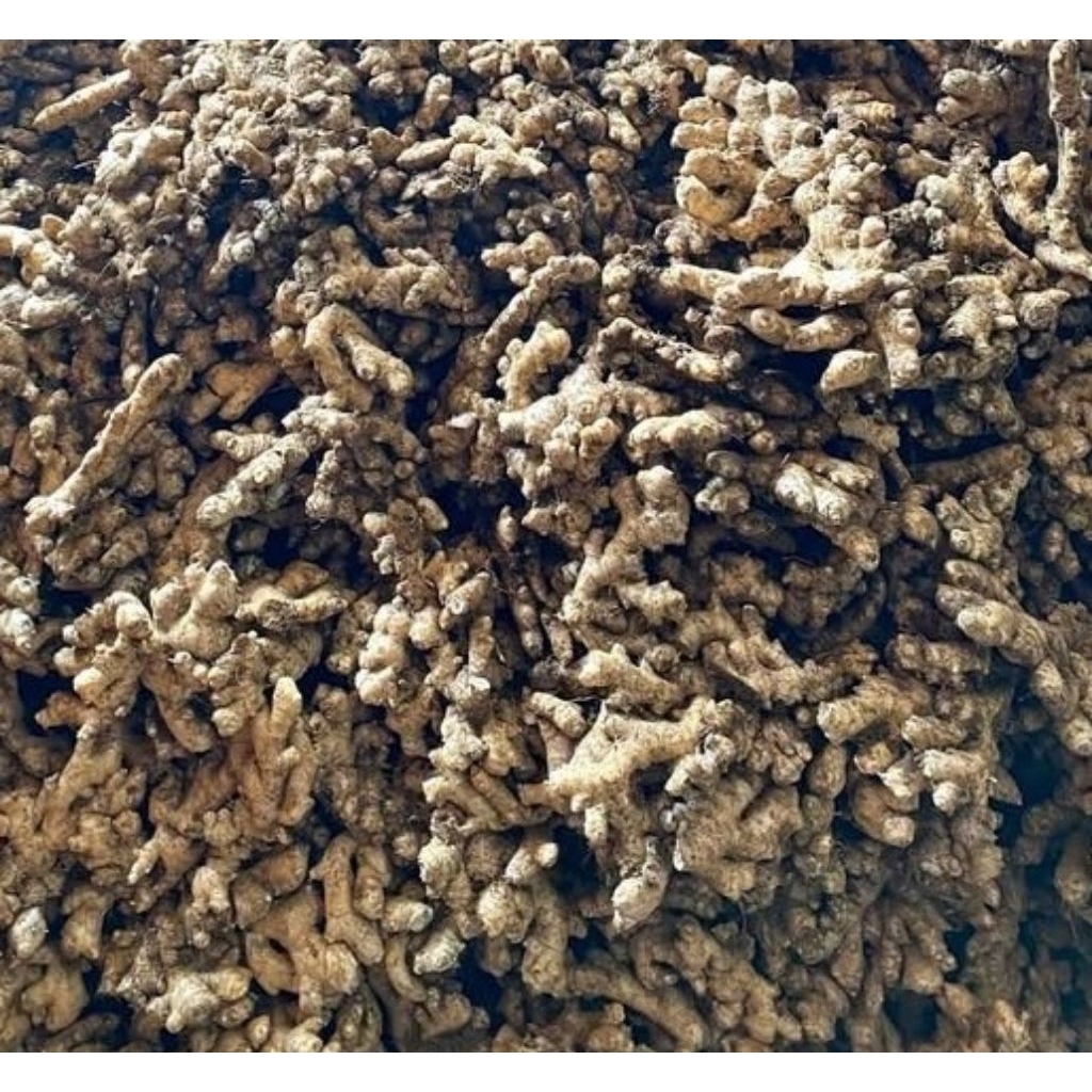 

1 KG JAHE EMPRIT GUNUNGKAWI,KUWALITAS SUPERTUA/PEDAS DAN SEDAP.