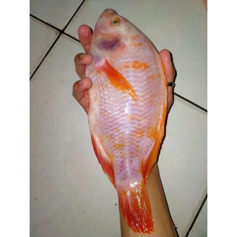 

Ikan Nila Merah 1Kg Ikan Segar Fresh Frozen BERGARANSI
