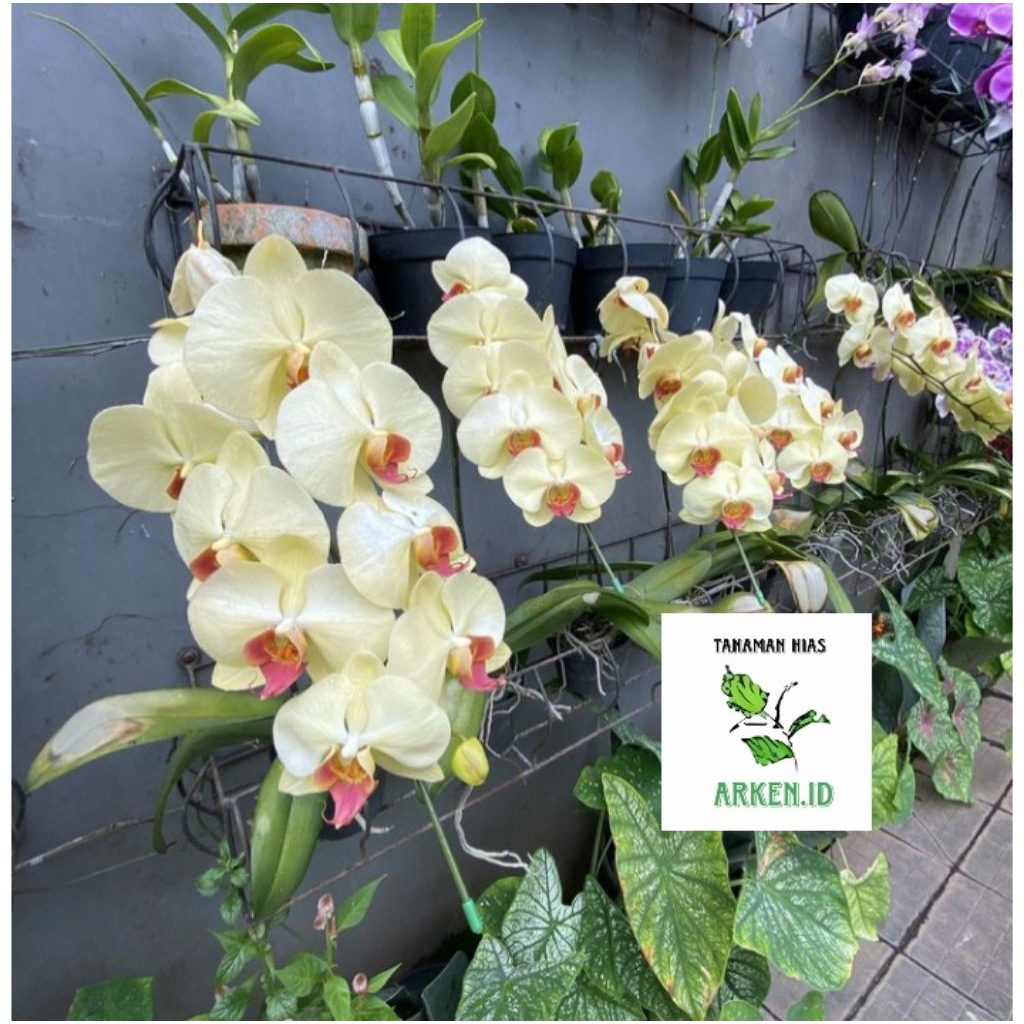 Tanaman hias anggrek doritis dewasa siap berbunga