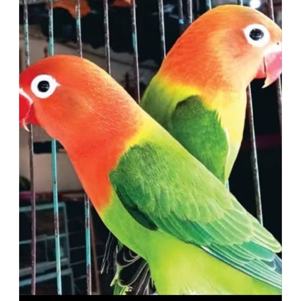 Burung Lovebird biola Ewing green sepasang
